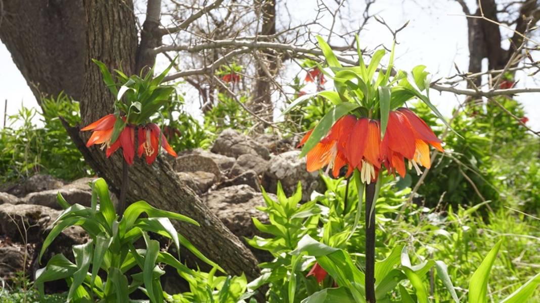 Bu insanlar neye bakıyor? Gece-gündüz nöbet tutuyorlar, ilk kez görenler şaştı kaldı! 24